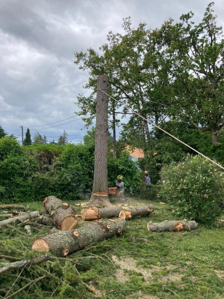 Abattage cèdre Carquefou
