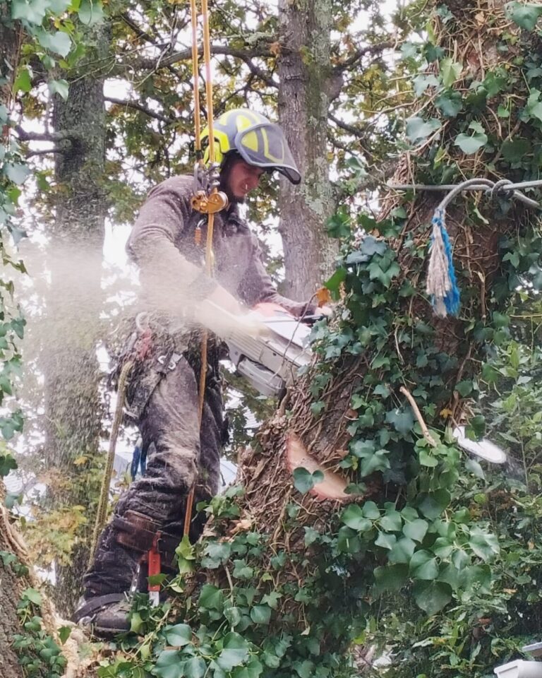 Démontage arbre Penestin