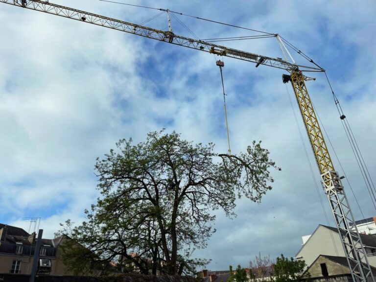 Démontage délicat acacia Nantes