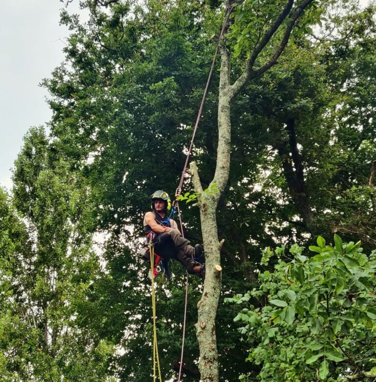Démontage noyer Ferel Demontage noyer Ferel - Nivillac Penestin