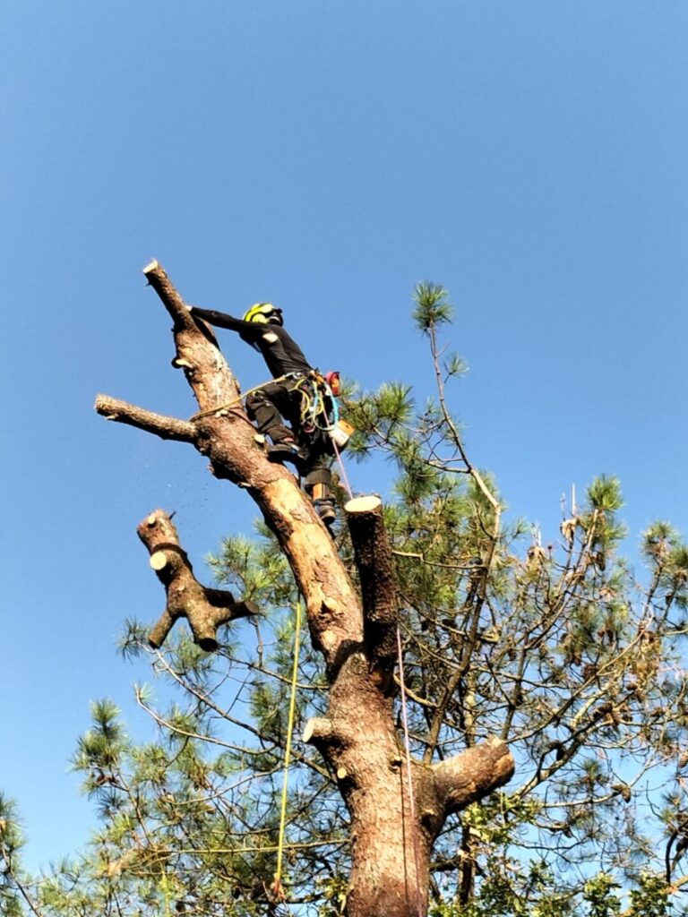 Démontage résineux d'un pin Missillac