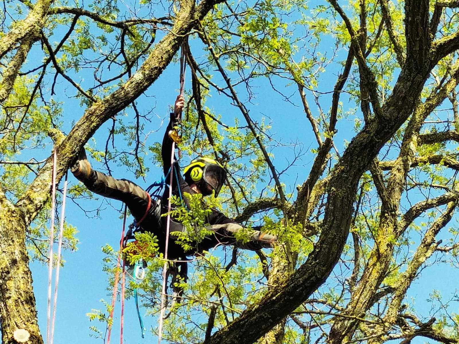 Diagnostic arboricole à Nivillac et Pénestin : expertise, recensement et plans de gestion. Interventions pour particuliers et collectivités. Contactez-nous