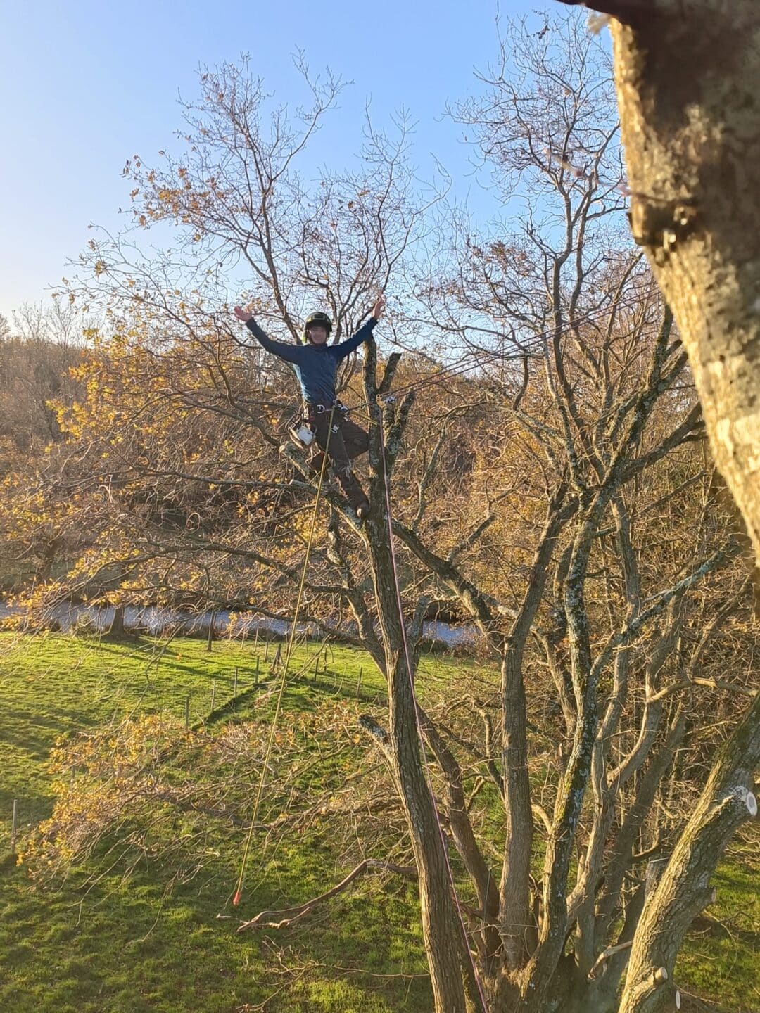 Soins aux arbres à Nivillac et Pénestin : taille douce, taille raisonnée, haubanage, habitats pour la biodiversité. Interventions respectueuses et durables.
