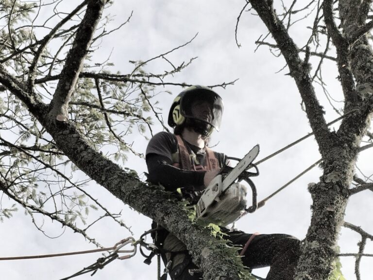 Mise en sécurité arbre La Roche-Bernard