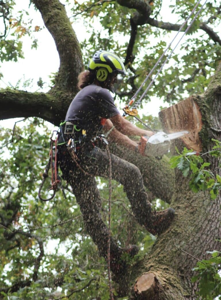 Soins arbre Marzan Soins arbre Marzan e1756280916476 - Nivillac Penestin