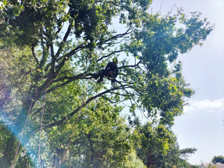 Taille de restructuration arbre Nivillac