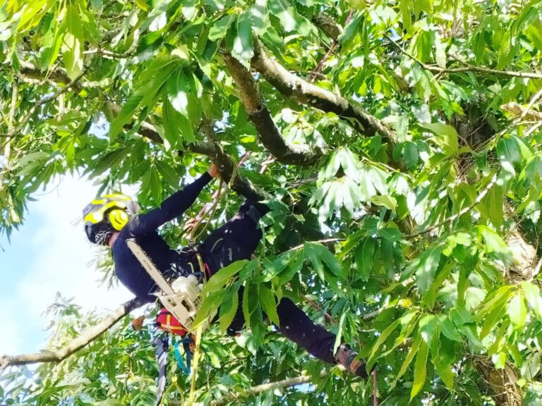 Taille de volume arbre Herbignac