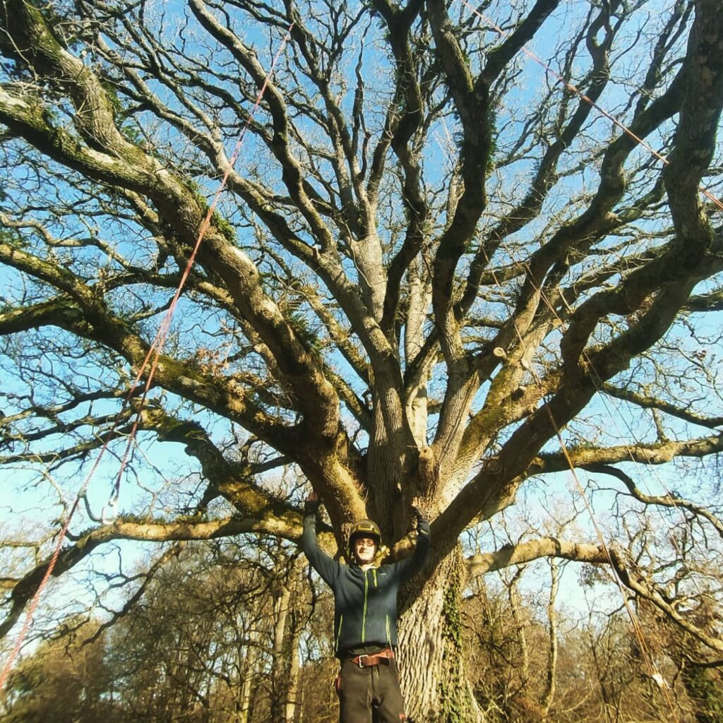 Taille sanitaire arbre Morbihan 2 - Nivillac Penestin