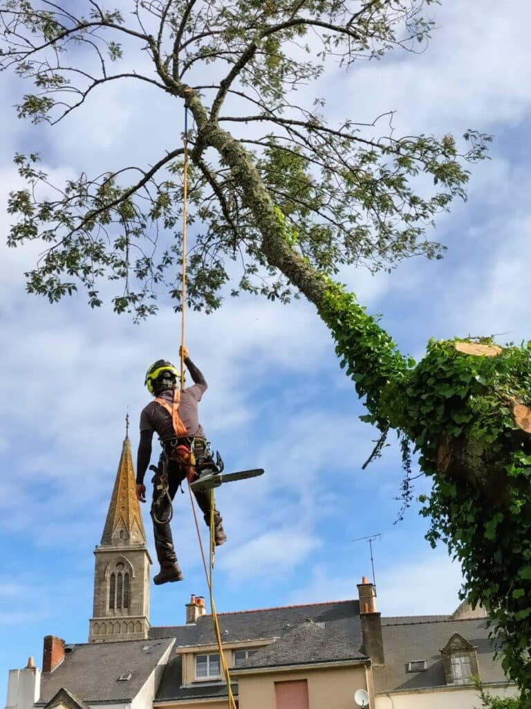 Un professionnel engage pour la sante de vos arbres - Nivillac Penestin