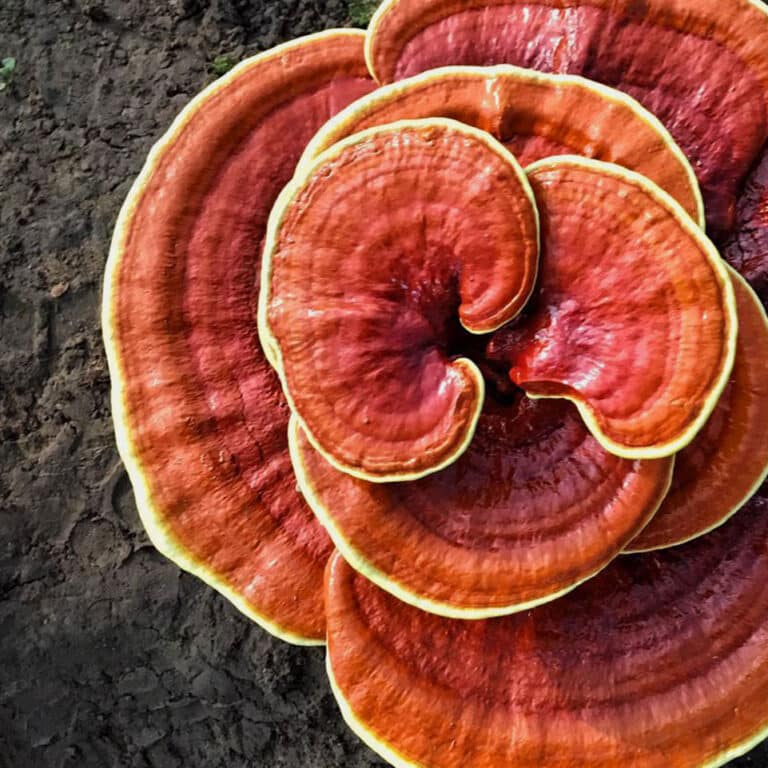 ganoderma 1 - Nivillac Penestin
